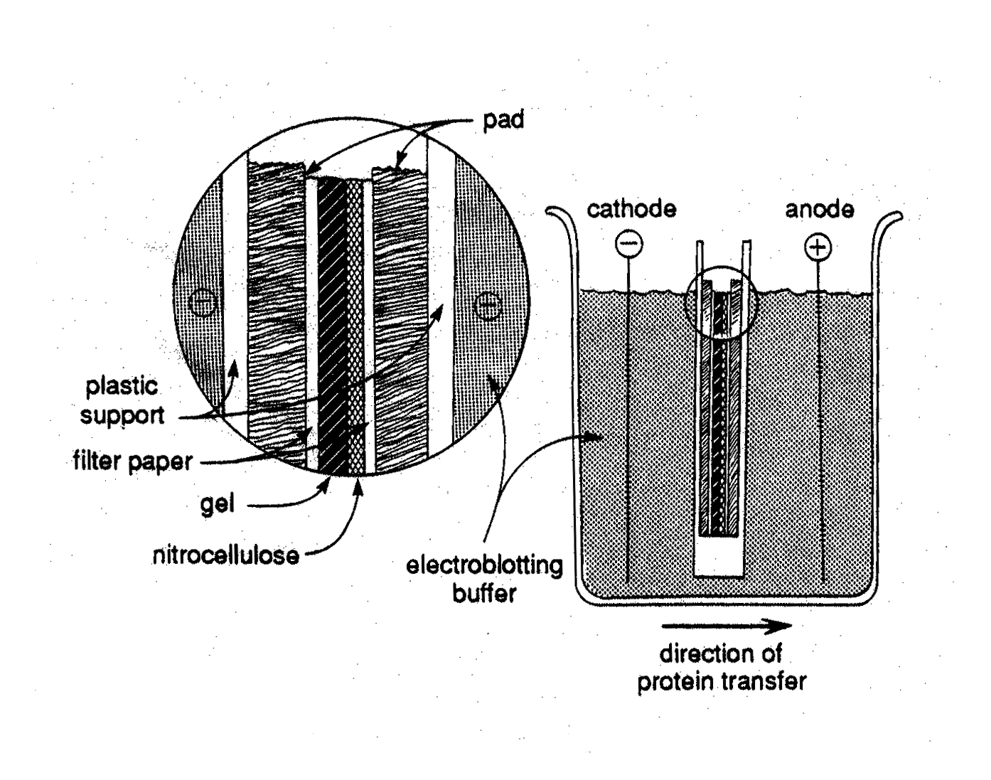 CWood's Western World